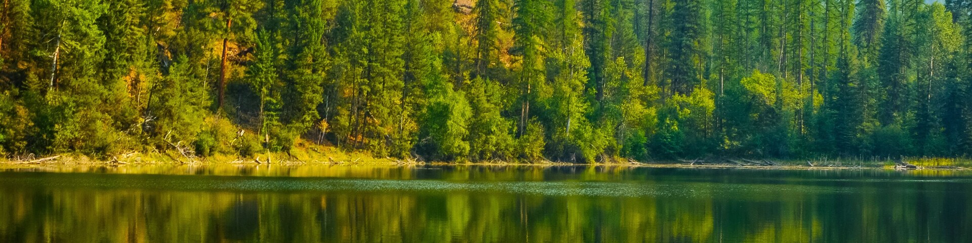 Un lago tranquilo rodeado de un bosque denso y montañas.