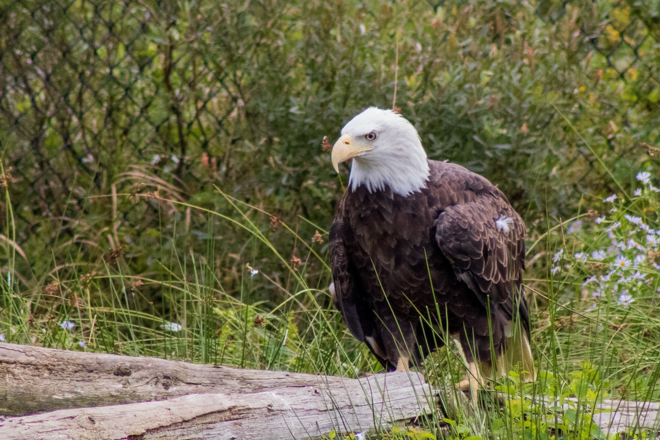 Salmonier Nature Park
