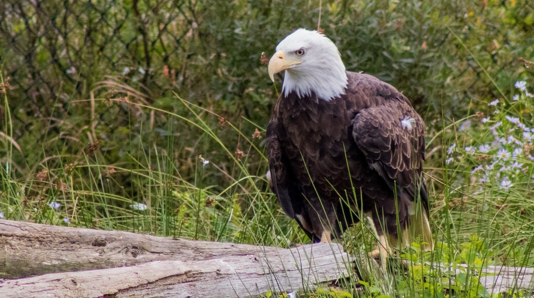 Salmonier Nature Park