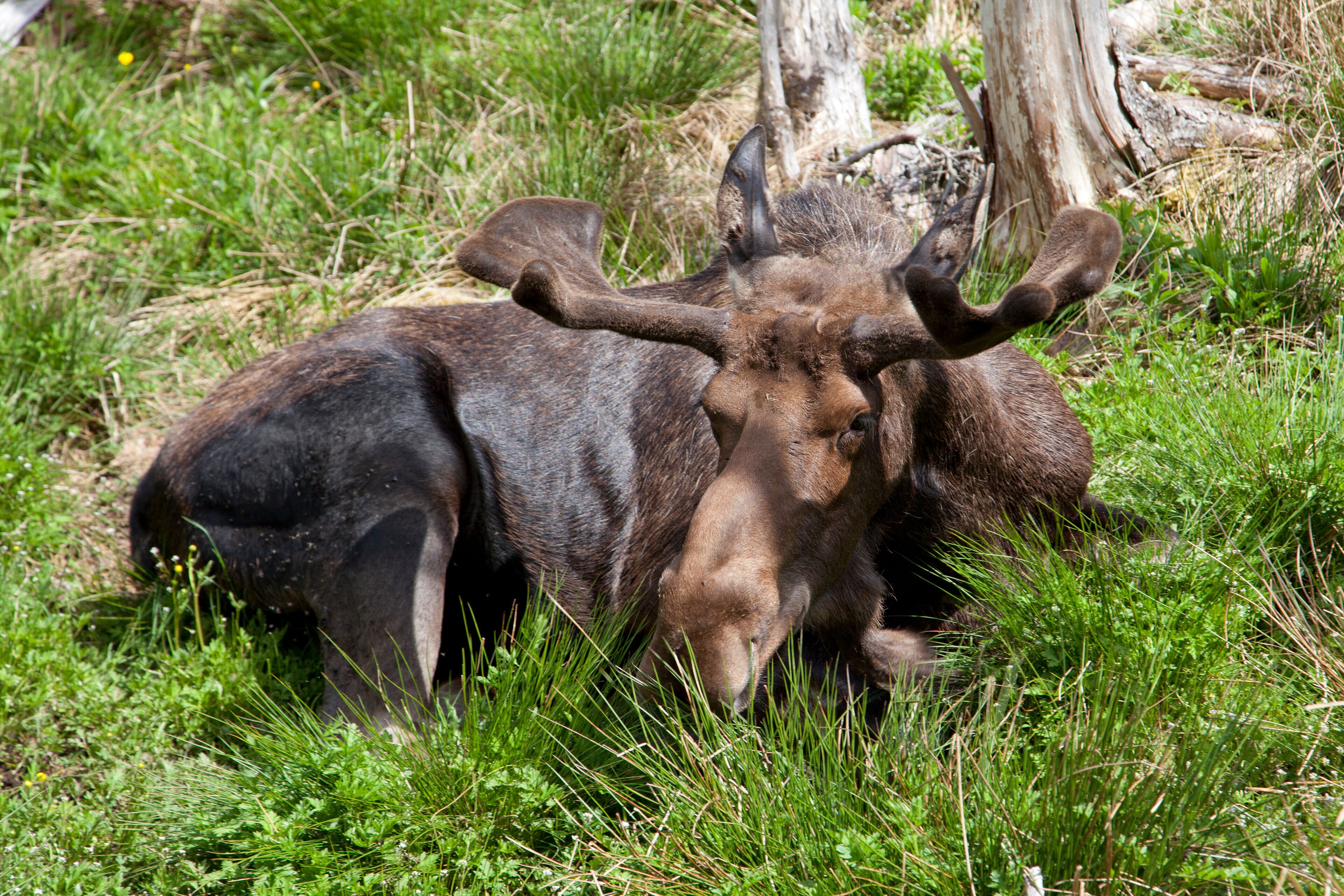 Moose at a provincial park