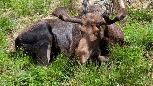 Moose at a provincial park