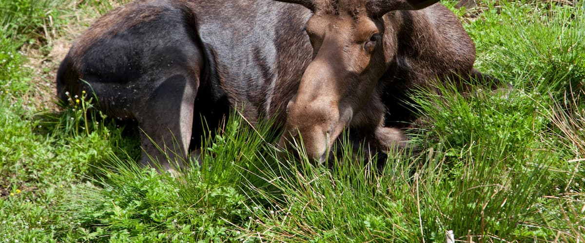 A moose lying in a grassy area with a tree trunk in the background.