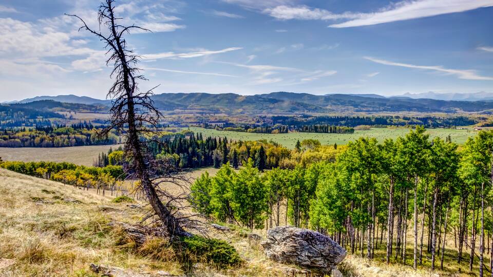 A mountainous landscape with a clear sky, a dead tree, and a forest of green trees.