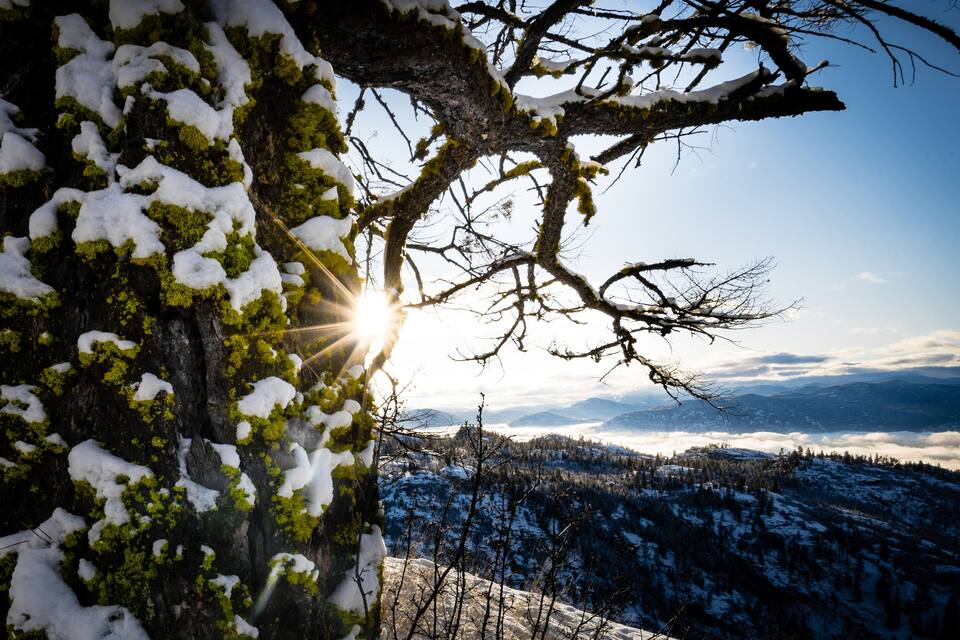 Un paisaje montañoso nevado, con un árbol en primer plano y el sol brillando entre sus ramas.