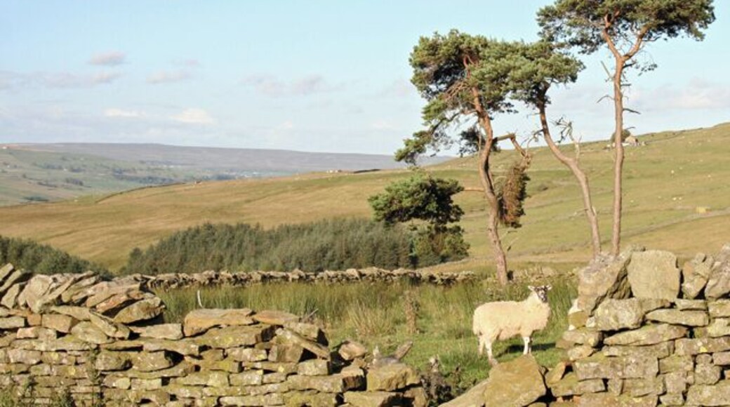 Lamb in a copse A broken down wall surrounds a small copse of trees but doesn't keep the sheep out.