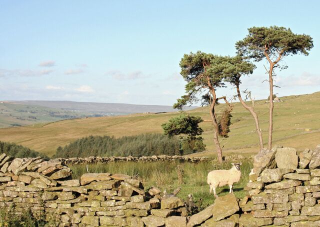 A stone wall, a sheep, and trees on a grassy hill.
