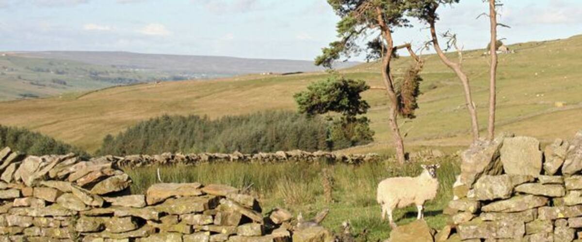 A stone wall, a sheep, and trees on a grassy hill.