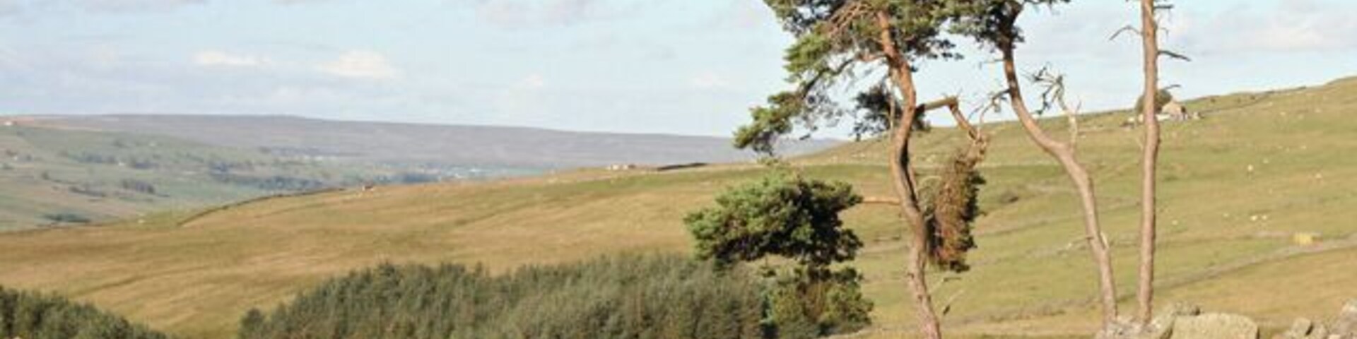 A stone wall, a sheep, and trees on a grassy hill.