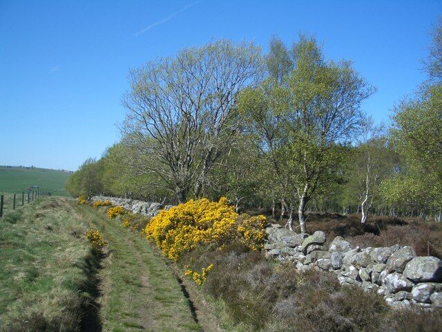 Spring on Cochrage Muir