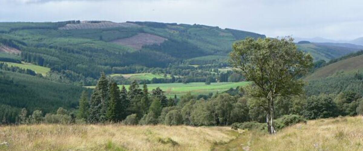 A dirt path leading through a grassy field with a tree on the right and rolling hills in the background.