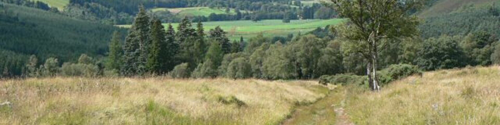 A dirt path leading through a grassy field with a tree on the right and rolling hills in the background.
