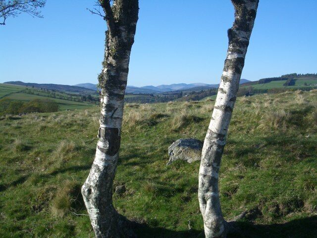 Birches by Cateran Trail Rough pasture just north of Cochrage Muir.