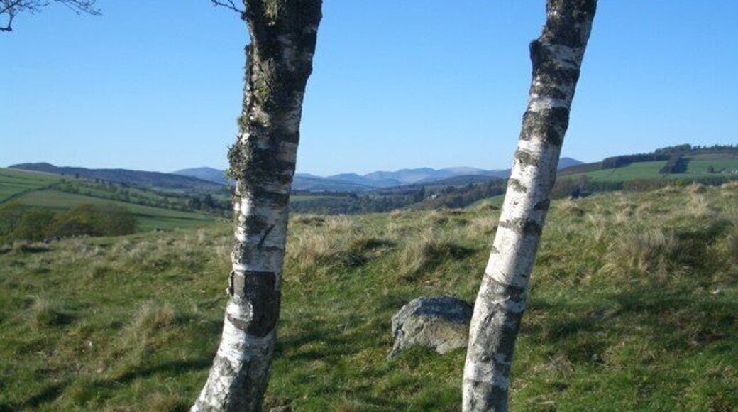Birches by Cateran Trail Rough pasture just north of Cochrage Muir.