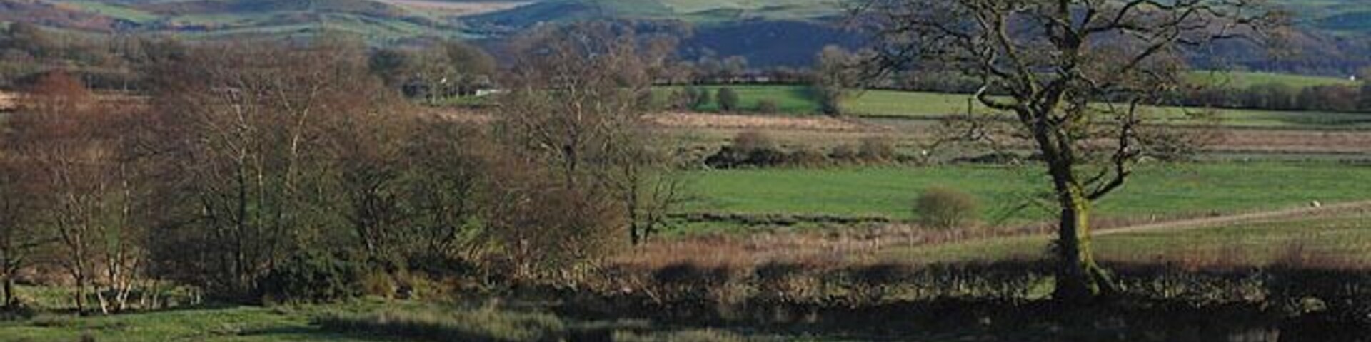 Paisagem rural com colinas ondulantes, uma árvore imponente sem folhas e um pequeno riacho.