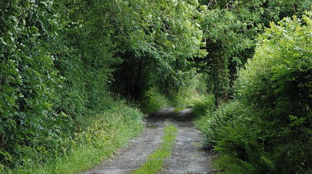 Lane heading towards Esgair Little used by the look of it. The 1:25000 and 1:50000 maps differ markedly in what's along this lane.