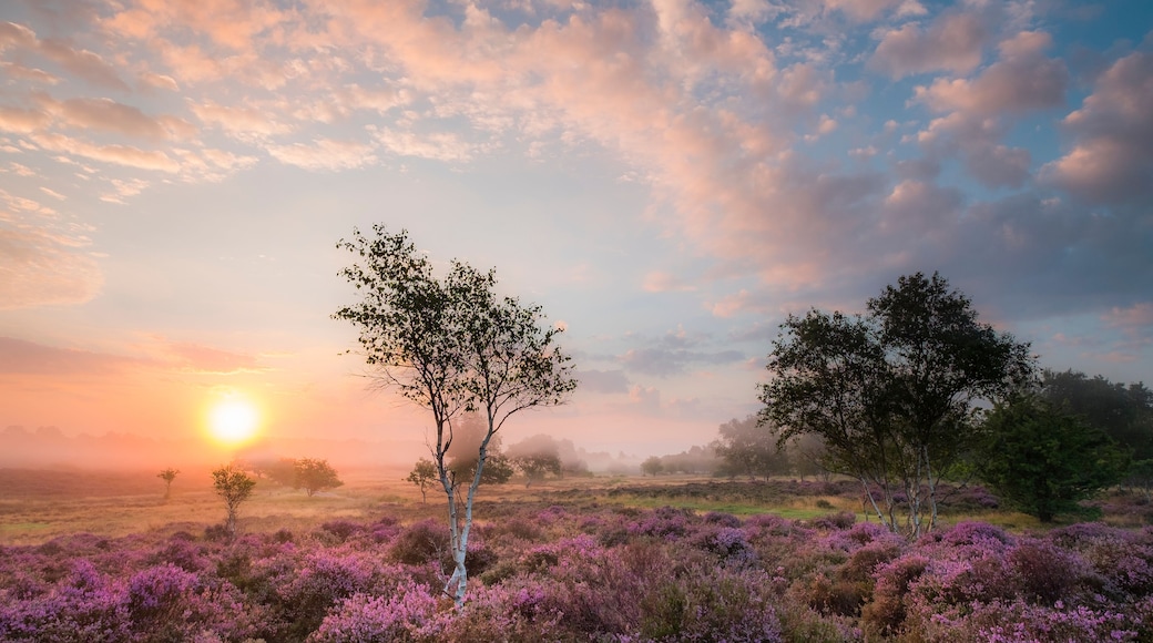 A landscape with a sunset, purple heather, and trees.