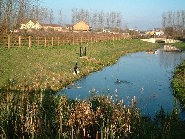 Irrigation channel. Disturbed a duck taking this photo. Bridge over Trout Road in distance. Taken from Colne Valley Trail/Beeches Way looking north east.
