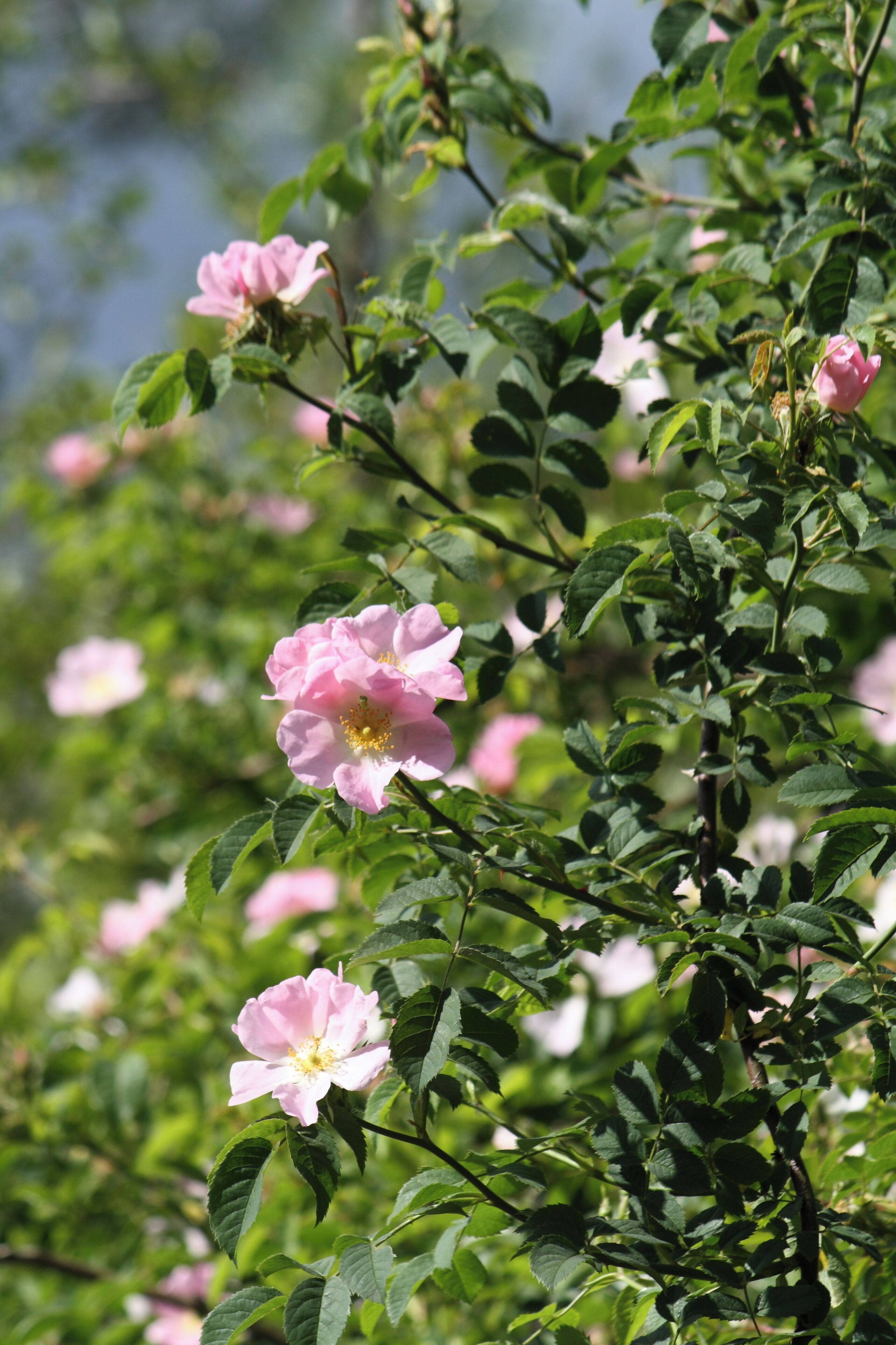 Flowers on Trout Lane