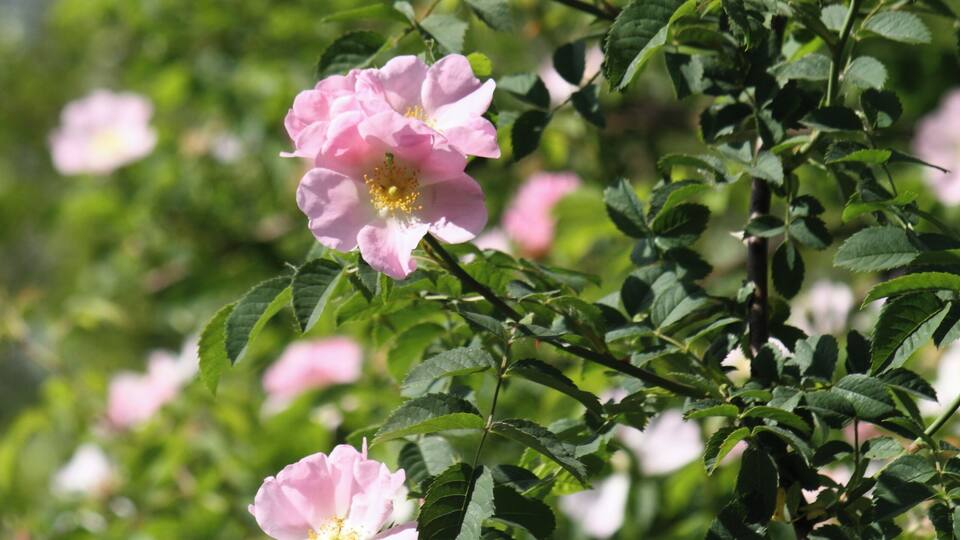 Flowers on Trout Lane