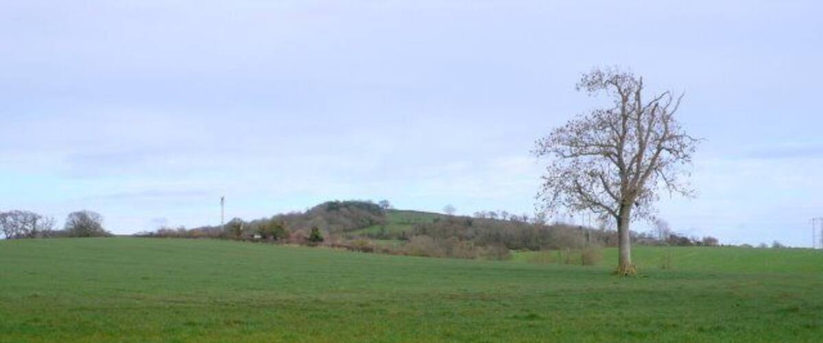 A grassy field with a single tree and a hill in the background.