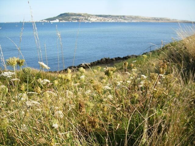 Wild carrots by Portland Harbour