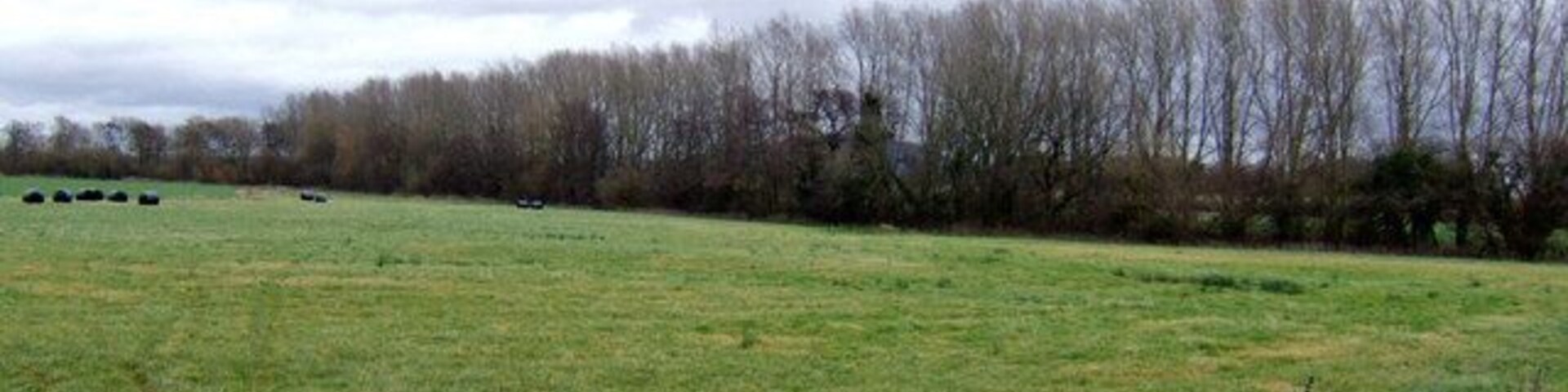 Row of poplars Meadow land on the Severn flood plain, near Brompton.