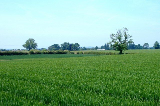 Footpath (!) across wheat field, Newhall. The public footpath runs across this large wheat field at The Royals, Newhall. Waymarked gate just visible in the far corner with a waymarked stile beyond. The photo provides evidence that the path has not been reinstated across the crop - a criminal offence under the CROW Act 1990 (§137A). County council policy is to issue warnings for two years and prosecute in the third. "Three strikes and out". (Ref: CCC Public Paths: an A to Z of Problems and Protocols).