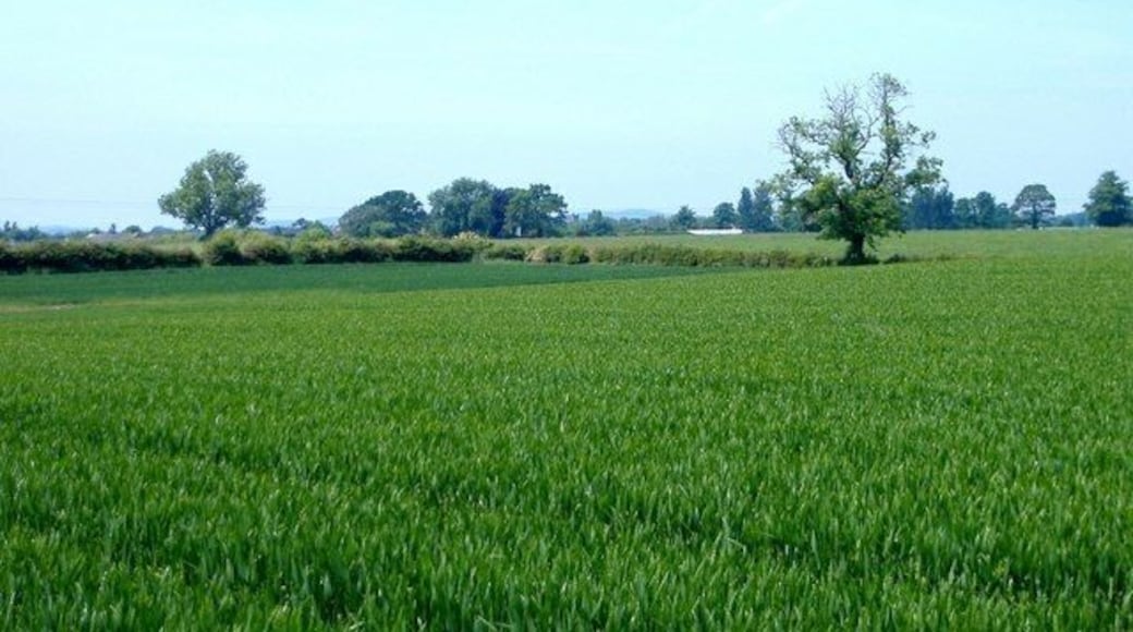 Footpath (!) across wheat field, Newhall. The public footpath runs across this large wheat field at The Royals, Newhall. Waymarked gate just visible in the far corner with a waymarked stile beyond. The photo provides evidence that the path has not been reinstated across the crop - a criminal offence under the CROW Act 1990 (§137A). County council policy is to issue warnings for two years and prosecute in the third. "Three strikes and out". (Ref: CCC Public Paths: an A to Z of Problems and Protocols).