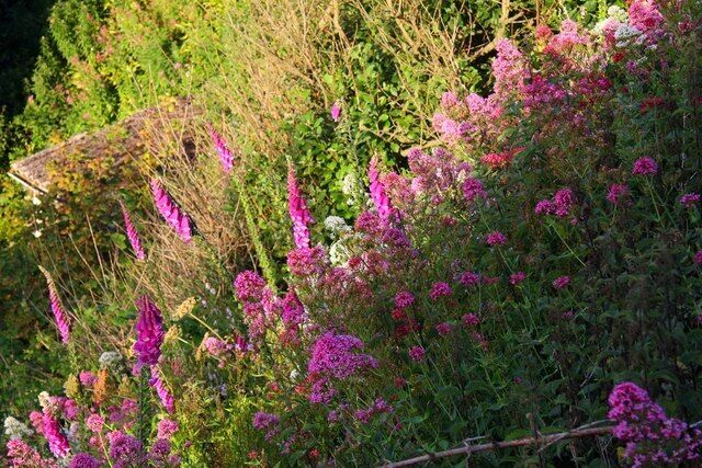 Wildflowers on the cliffs at Buck's Mills