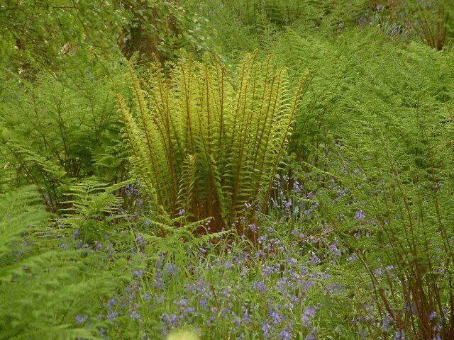 Ferns and Bluebells in Woodland, near Bucks Cross