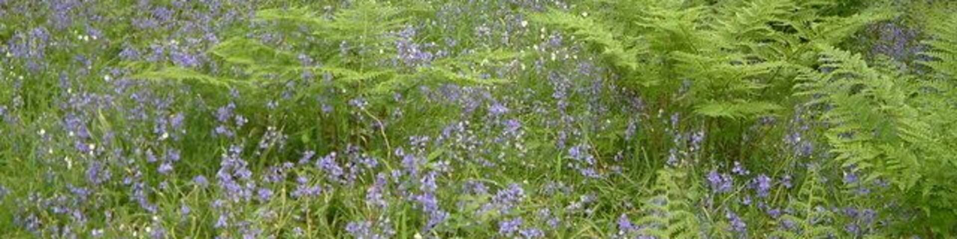 Bluebells in Woodland, near Bucks Cross