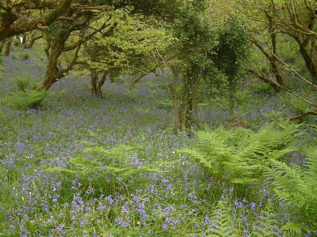 A field of blue flowers with green ferns and trees.
