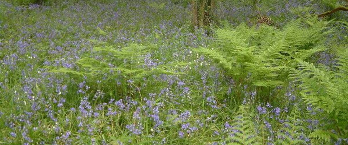 A field of blue flowers with green ferns and trees.