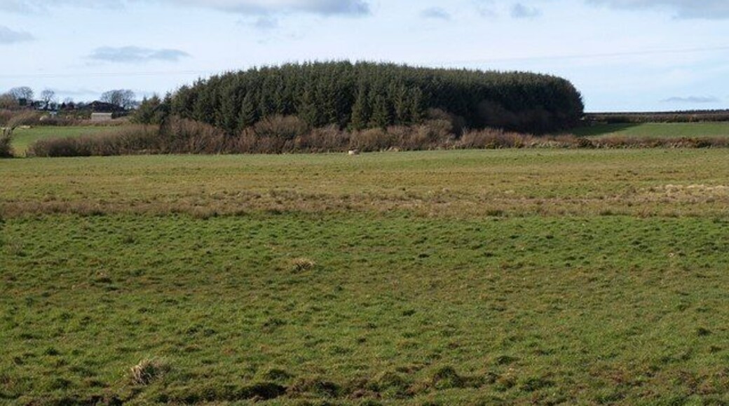 Wood, Huddisford From the straight lane between Biteford Bridge and Duerdon, which brushes across the edge of this square, a view from a deer-crossing point on the laneside bank of a rectangular plantation, seen end on, to the east of the three farms at Huddisford. The land slopes to the left, towards Clifford Water.