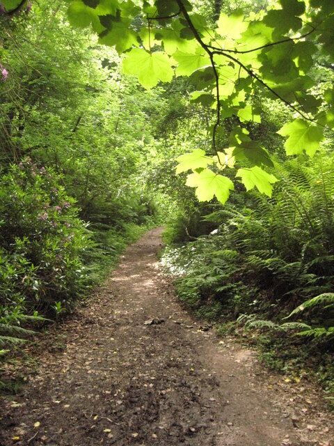 Coast path through Barton Wood The South West Coast Path passing through Barton Wood between Buck's Mills and Clovelly.