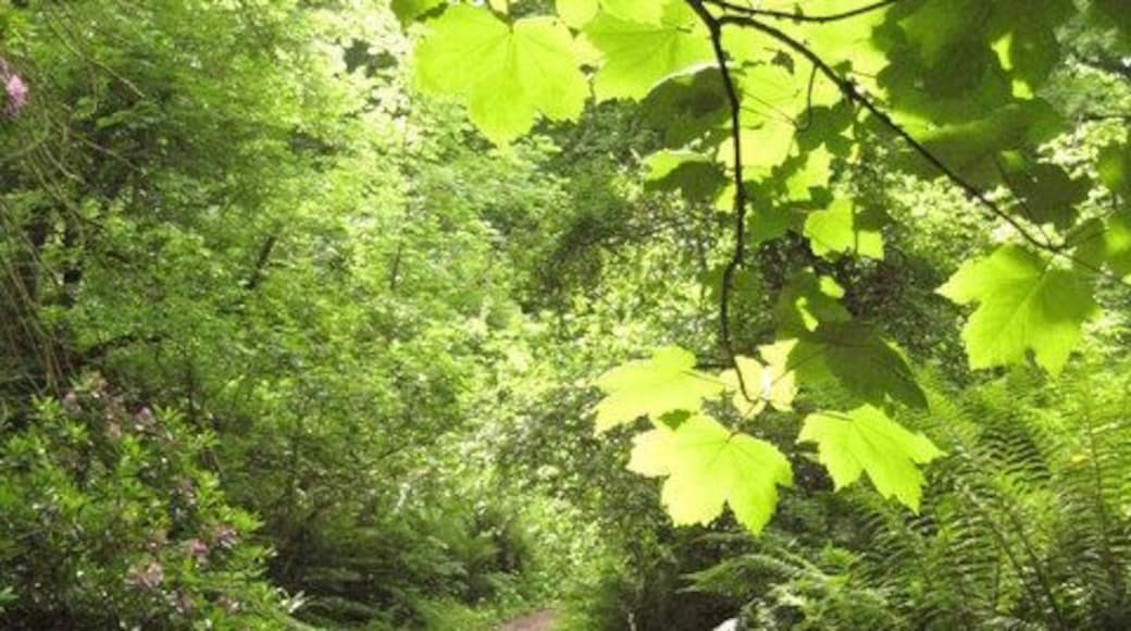 Coast path through Barton Wood The South West Coast Path passing through Barton Wood between Buck's Mills and Clovelly.