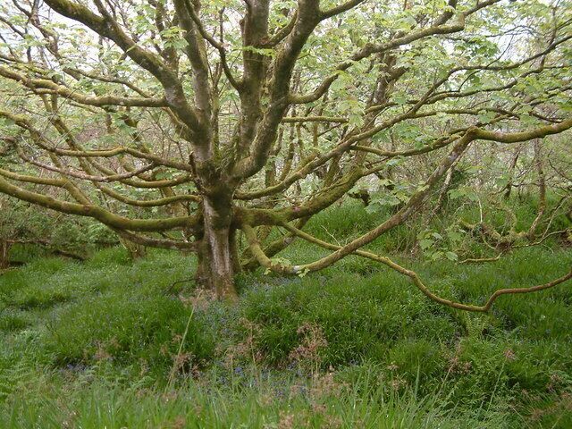 Woodland near Bucks Cross
