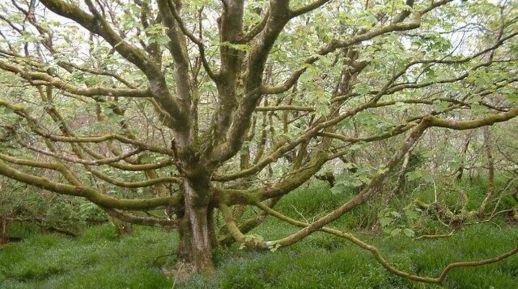 Woodland near Bucks Cross