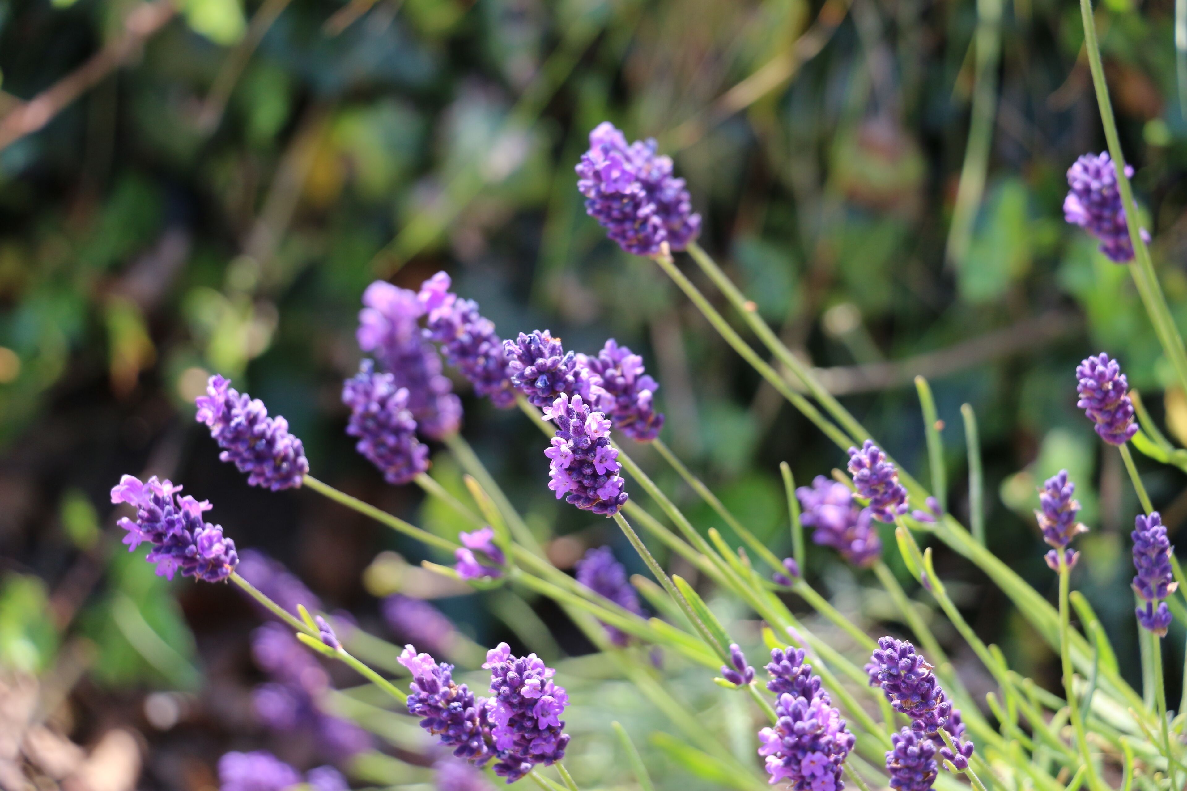 Wild Lavender in Graveyard