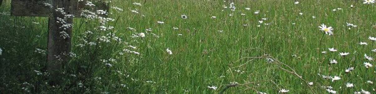 St Mary's church The old simple wooden cross seen in the foreground (left) is located in the southeastern-most corner of the churchyard. St Mary's church faces the village green with what remains of a village pump in its centre > https://www.geograph.org.uk/photo/840847. Dating from the 14th and 15th centuries, the church was extensively restored > https://www.geograph.org.uk/photo/840900 - https://www.geograph.org.uk/photo/840902 but a late 14th century font remains > https://www.geograph.org.uk/photo/840904 and the tower screen has presumably been fashioned from parts of the 15th century rood screen. The unusual stained glass in the aisle windows > https://www.geograph.org.uk/photo/840907 and the west window date from 1874. There are also a few interesting brasses, one a very rare so-called cadaver brass - a shrouded skeleton > https://www.geograph.org.uk/photo/840912 - to Thomas Brigge (d. 1470). The church is open every day. See also: http://www.norfolkchurches.co.uk/wiveton/wiveton.htm