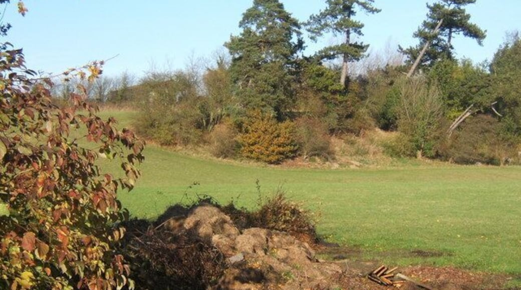 Field and trees near Witnesham