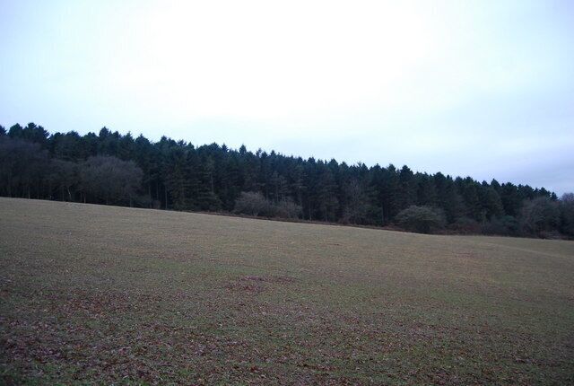 Aller Hill Wood