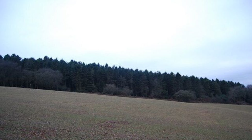 Aller Hill Wood