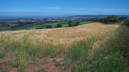 Arable field east of Stout's Way Lane. In the distance on the right the Quantock Hills; on the left the Bristol Channel.