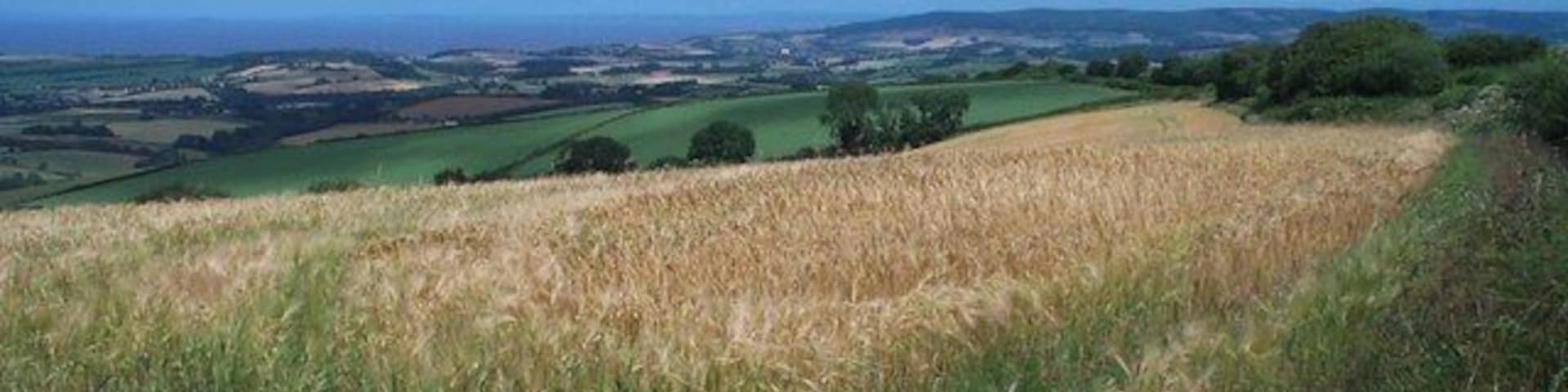 Arable field east of Stout's Way Lane. In the distance on the right the Quantock Hills; on the left the Bristol Channel.