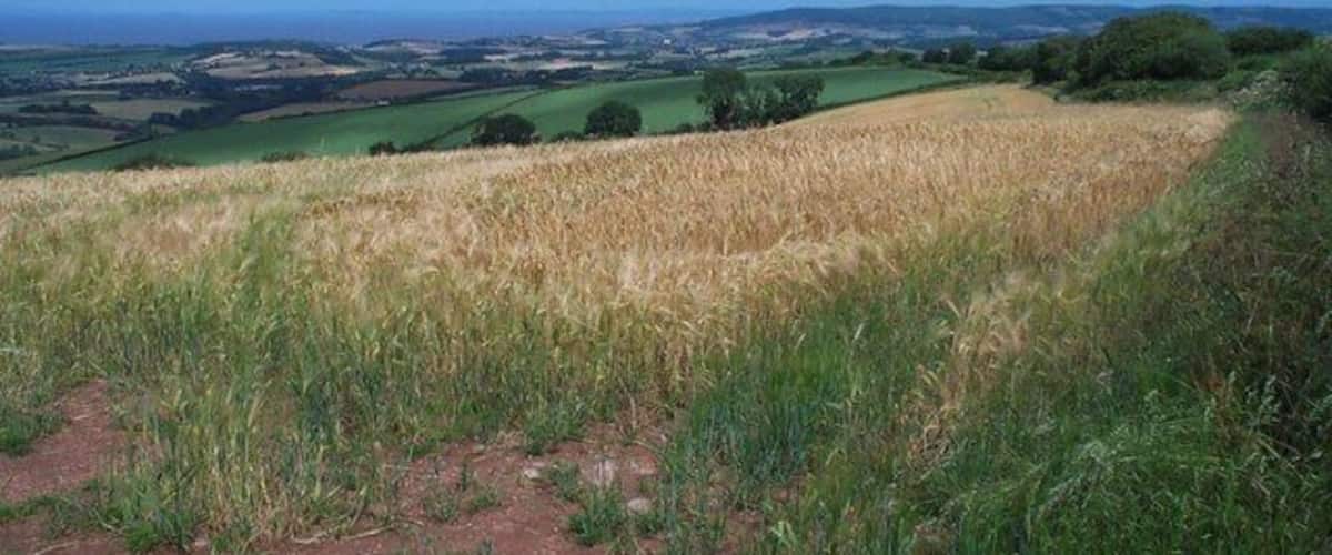 A hilly landscape with a field of wheat, rolling hills, and a distant view of a town.