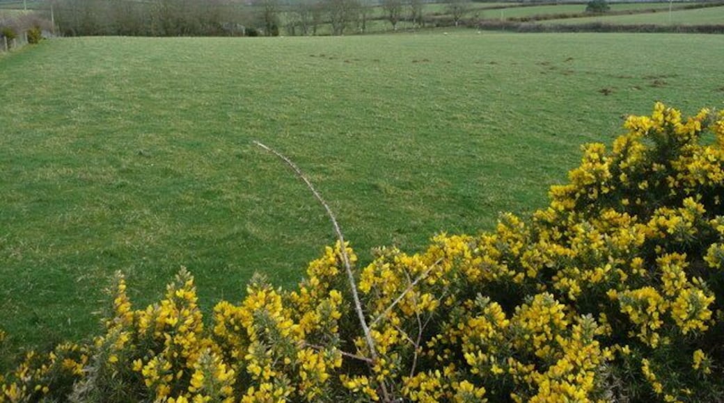 Pastures near Trevidgeowe Farm Gorse in full bloom; the farm is in a dip beyond the trees at the end of the field.