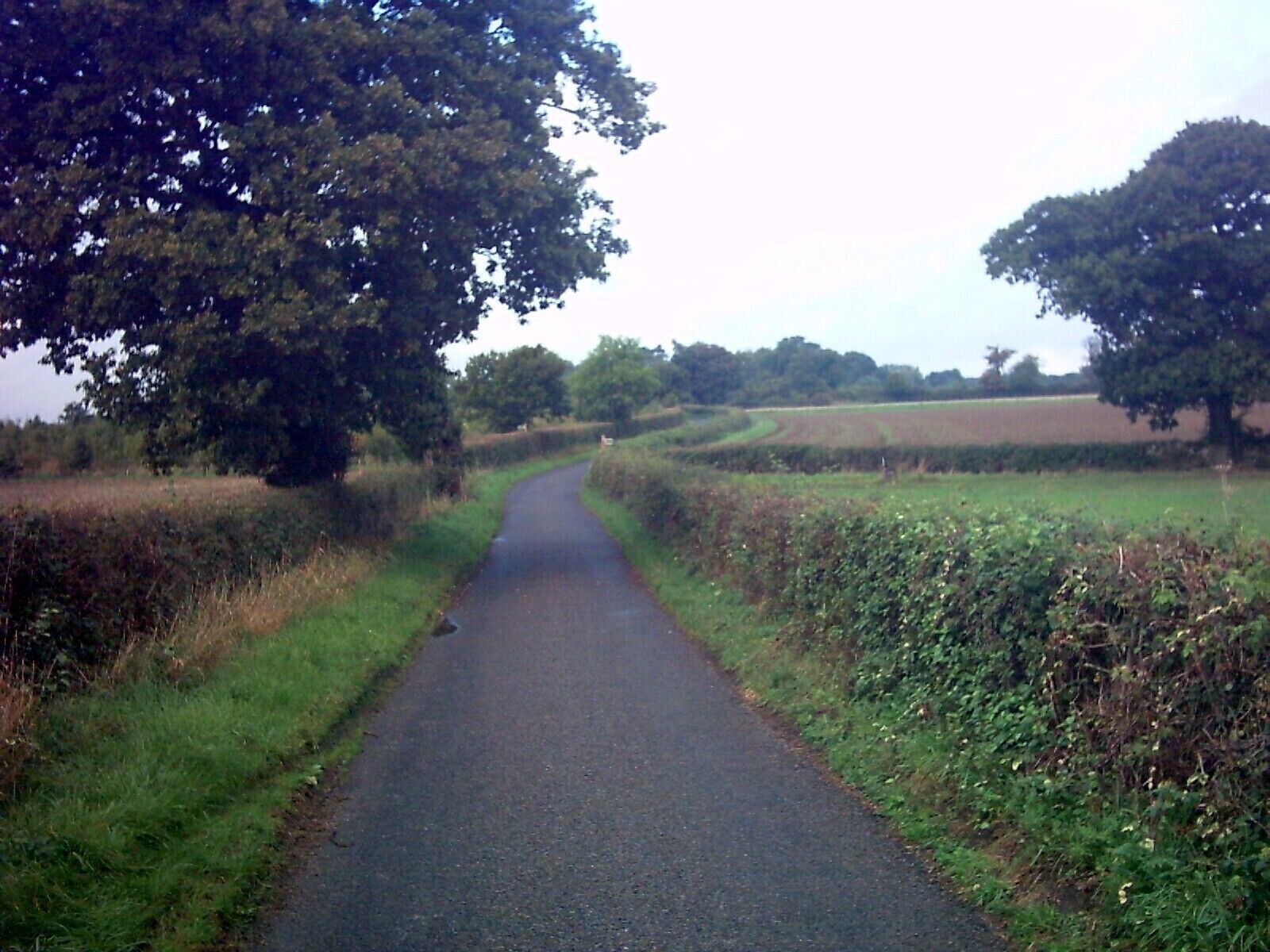 A narrow rural road flanked by fields and trees.