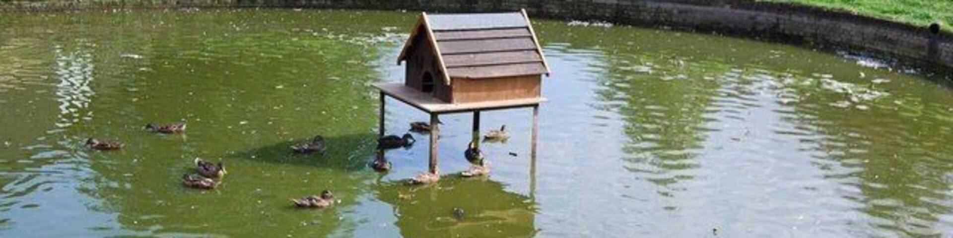 Duck house in Wisborough Green This year's latest des res for our aquatic friends.