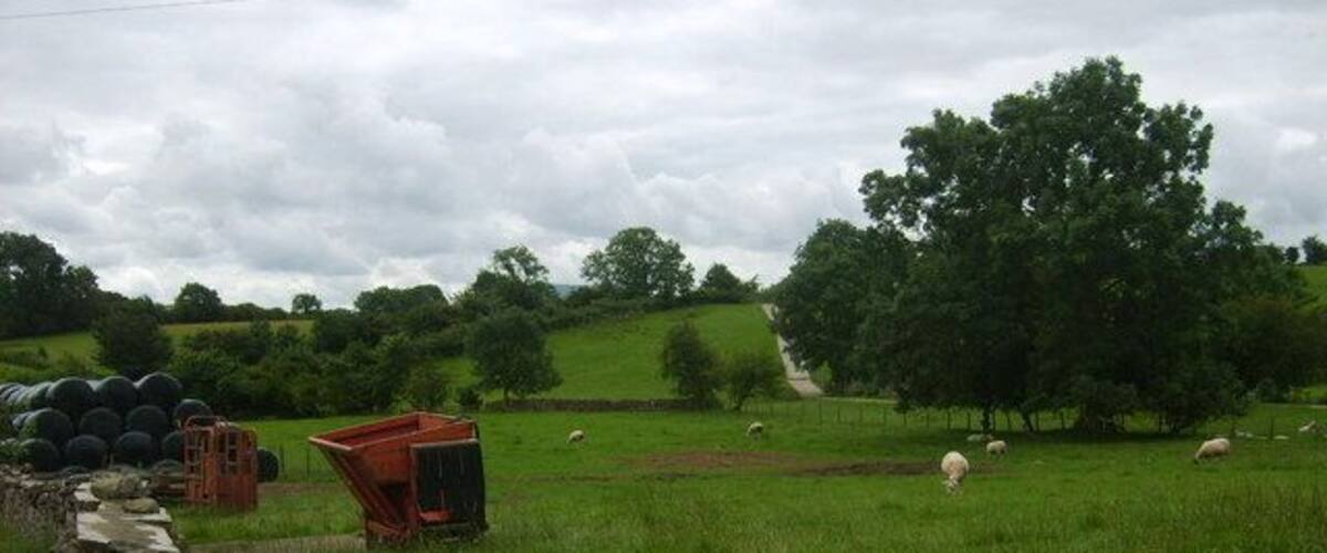 A rural landscape with a stone wall, green fields, trees, and a sheep grazing.